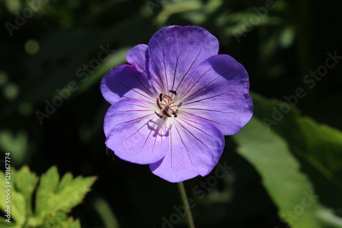 Fototapeta Naklejka Na Ścianę i Meble -  Blue 