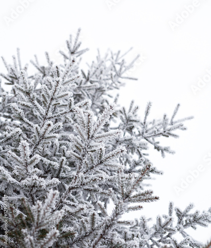 Coniferous trees covered with hoarfrost © rootstocks