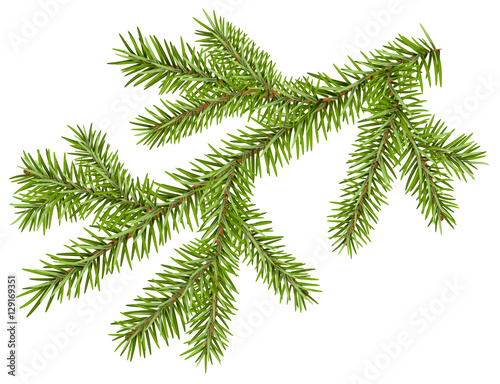 Green fir branch with short needles