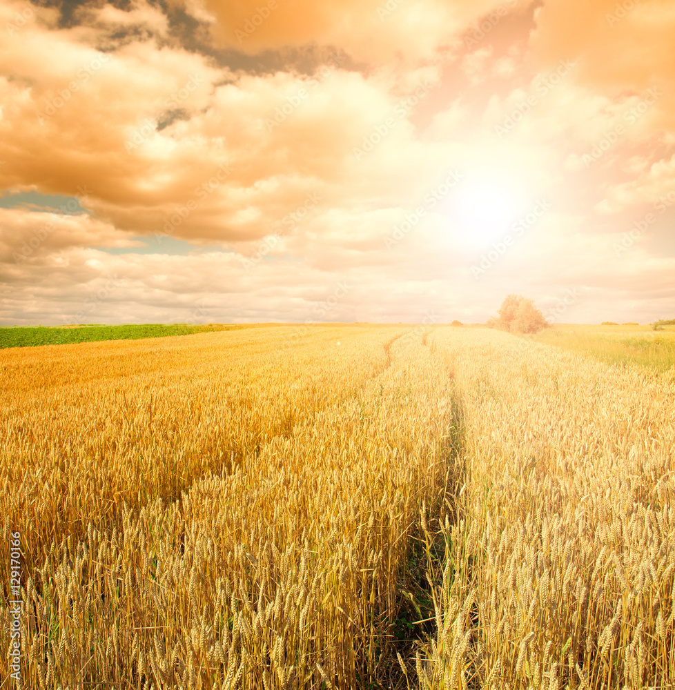 wheat field at the sunset