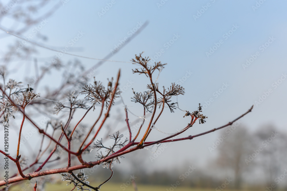 Frost am Baum und Ast