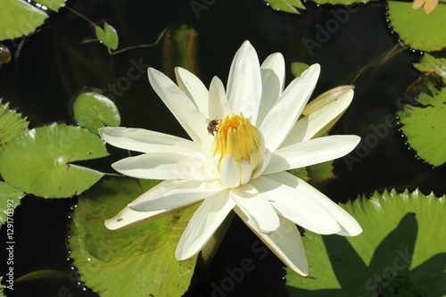 Yellow and white "Water lily" flower in a pond in Zurich, Switzerland.