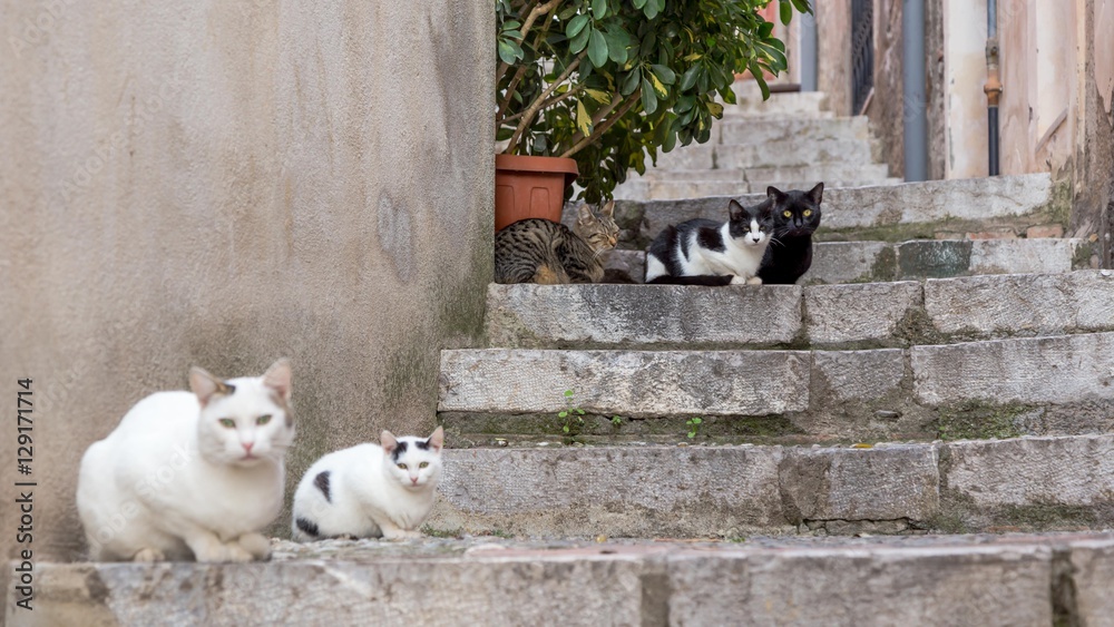 Five homeless cats sitting on a stairs and looking one way, waiting for food from people