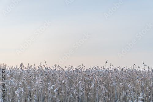 Reed on a Sunny Cold Winter Day