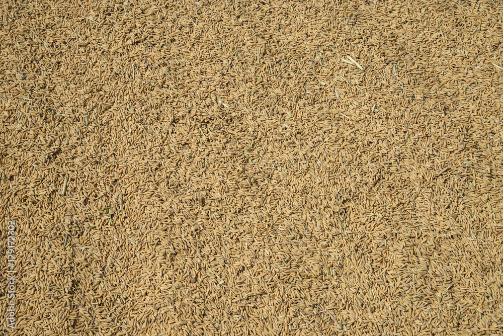 The dry paddy The dry paddy