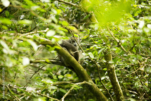 Crowned lemur, Eulemur coronatus, not in the trees or see Amber Mountain National Park, Madagascar