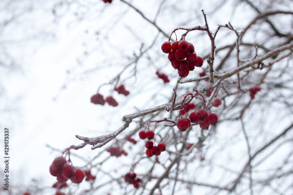 Berries covered in ice after winter storm Berries covered in ice after winter storm