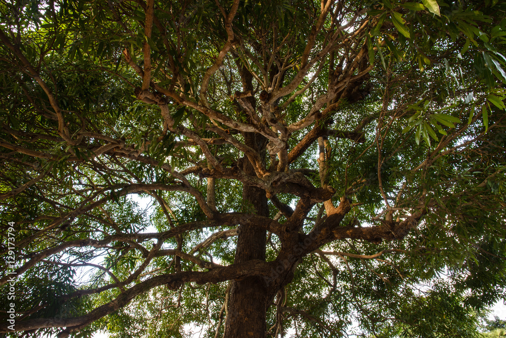 The huge ancient tree