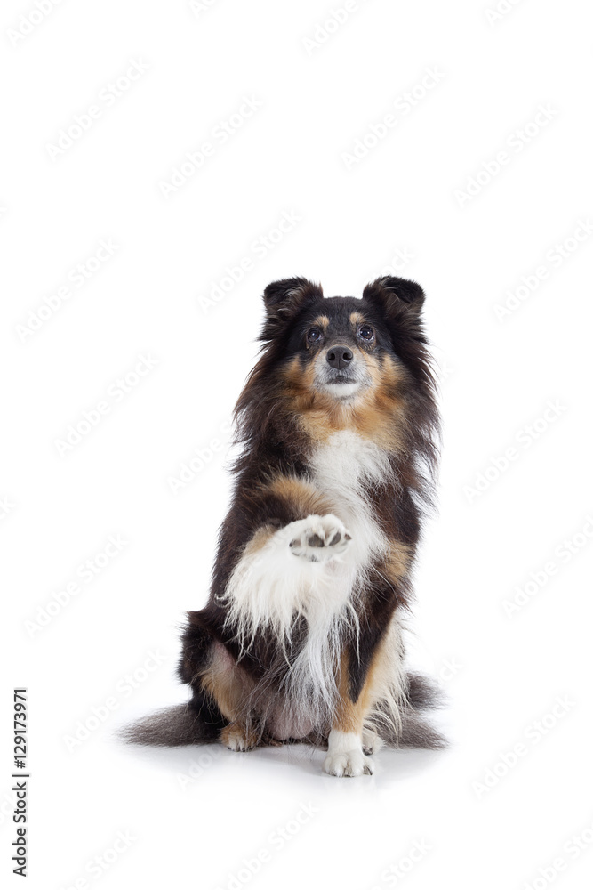 Obraz premium Collie hält Pfote hoch Porträt