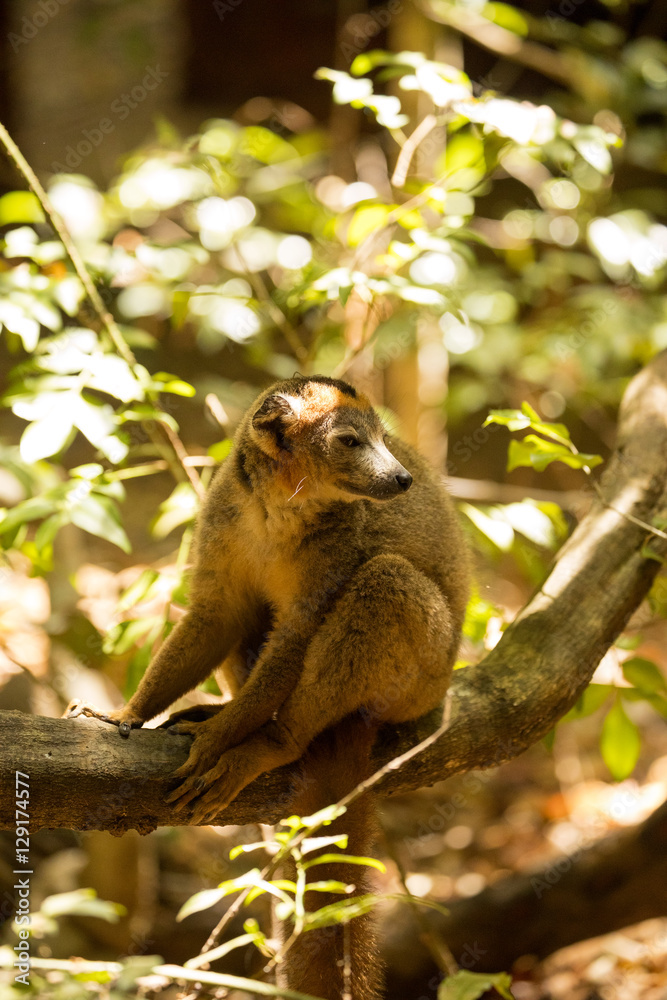 Male Crowned lemur, Eulemur coronatus, sitting on a branch, Ankarana Reserve, Madagascar