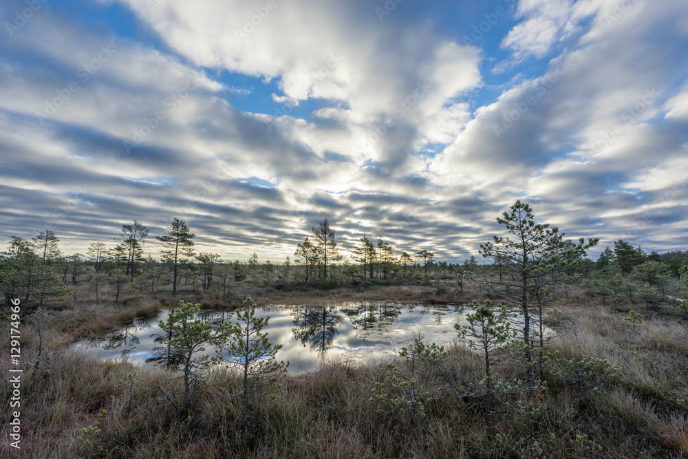 Sunrise in the bog. Icy cold marsh. Frosty ground. Swamp lake and ...