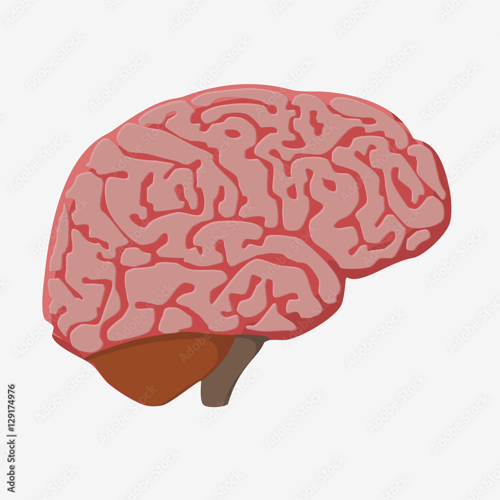 medically accurate illustration of the brain medically accurate illustration of the brain