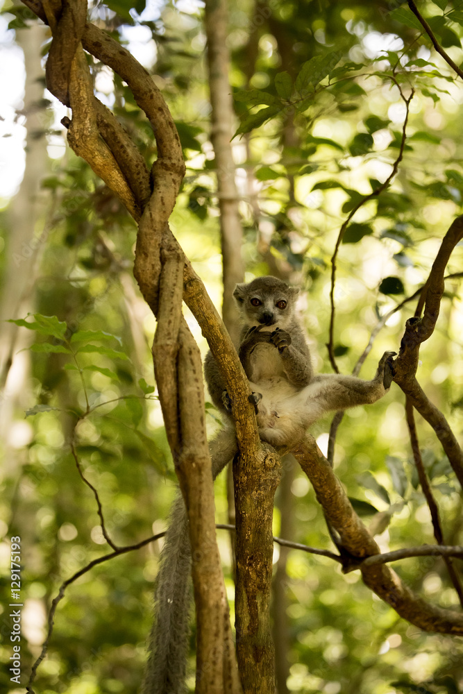 Young male Crowned lemur, Eulemur coronatus, sitting on a branch and licking his paws, Ankarana Reserve, Madagascar