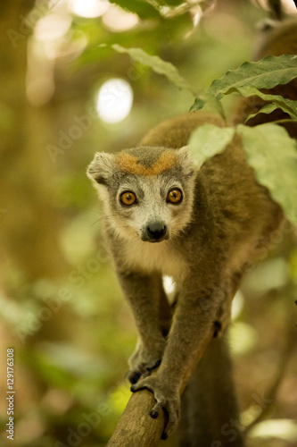 Male Crowned lemur, Eulemur coronatus, sitting on a branch, Ankarana Reserve, Madagascar