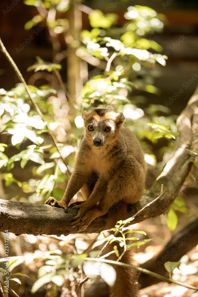 Obraz premium Young male Crowned lemur, Eulemur coronatus, sitting on a branch, Ankarana Reserve, Madagascar
