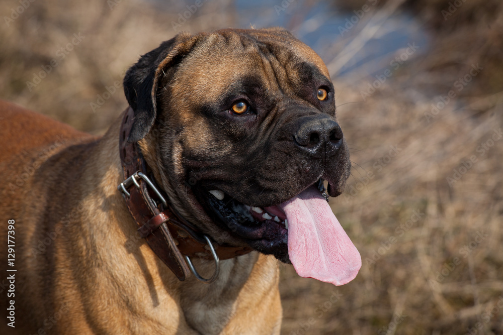 Eyes amber-colored… Closeup portrait of a beautiful dog breed South African Boerboel