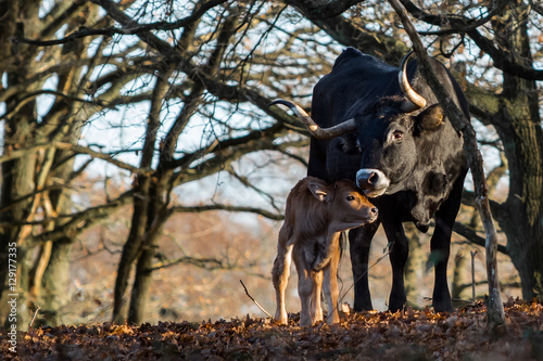 Spanish cow and calf © ciliabrandts