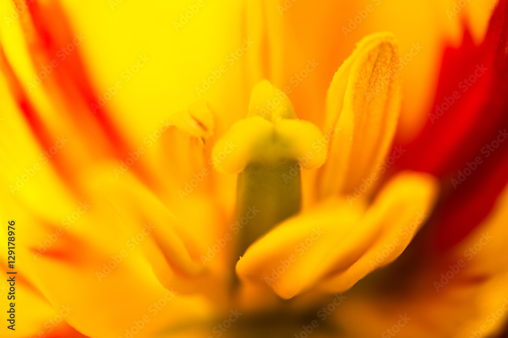 Obraz premium Closeup of the blooming yellow tulip flower