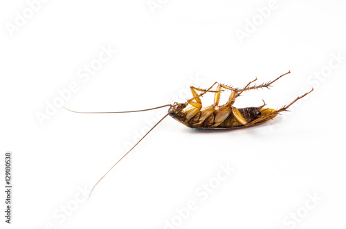 cockroach © bookzaa