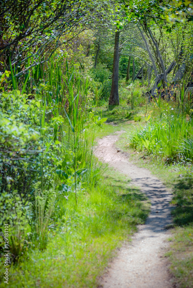 Fototapeta premium Dreamy Path Through the Woods