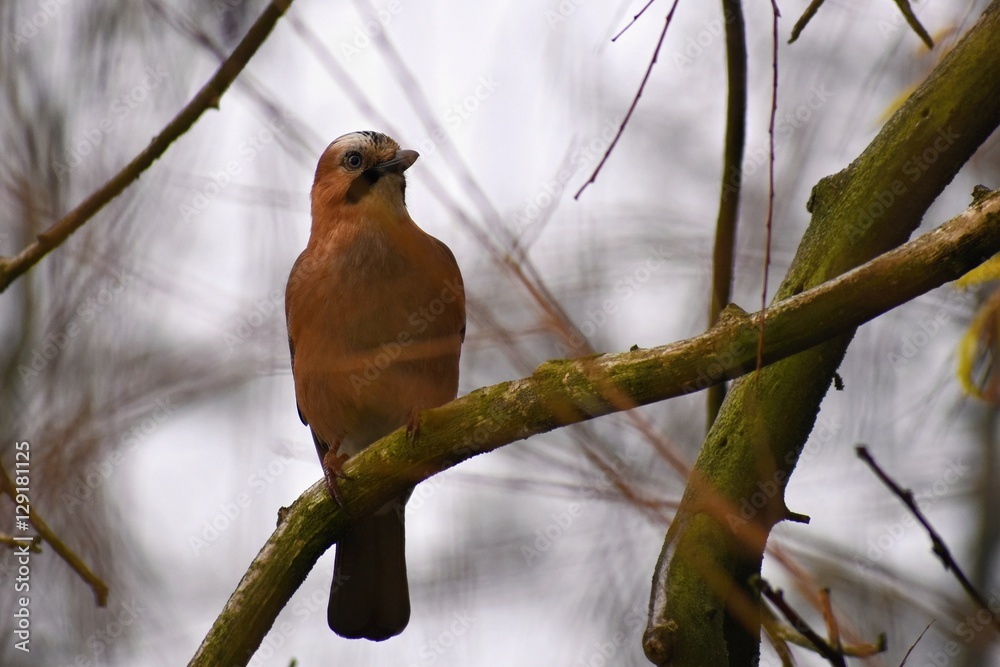 Eurasian Jay (Garrulus glandarius) 