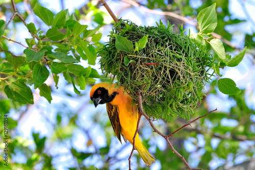 Photos Southern masked weaver building its nest