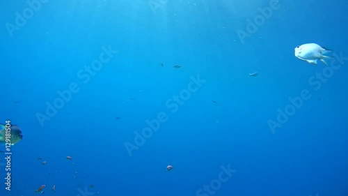 Lunar Fusilier or Blue fusilier (Caesio lunaris) school of fish swimming in blue water, Red sea, Sharm El Sheikh, Sinai Peninsula, Egypt
 photo