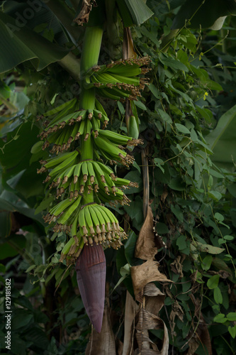 Green Bananas Hanging on Banana Tree