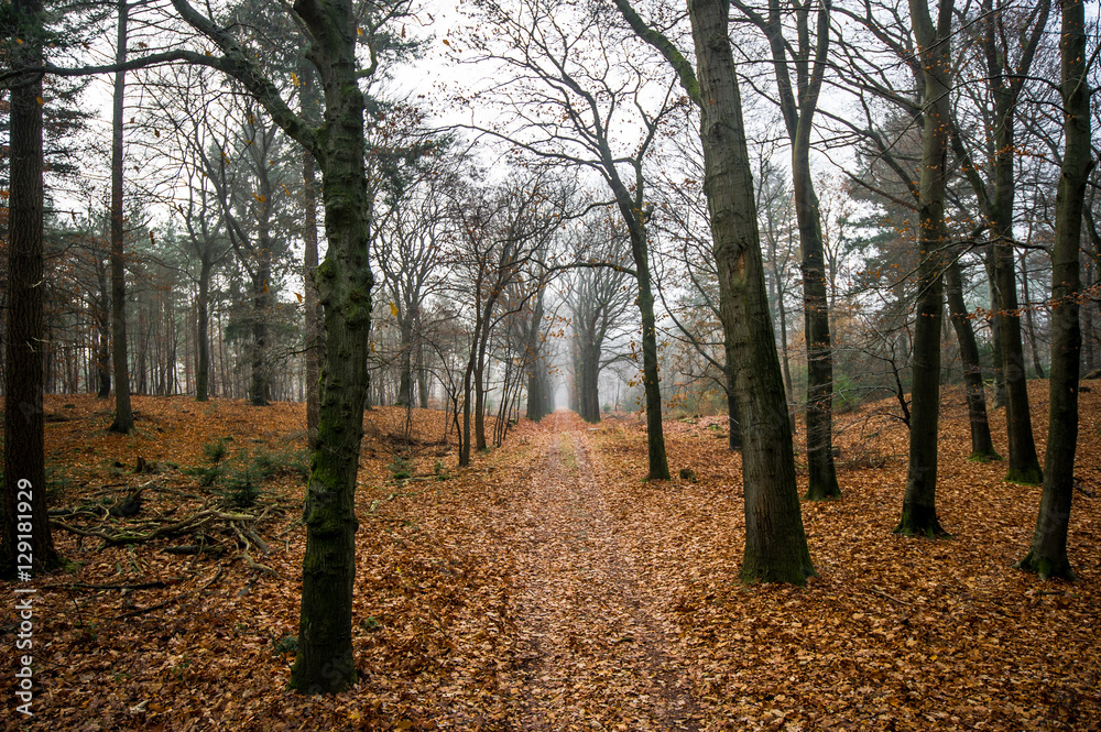 Herbststimmung im Nationalpark De Hoge Veluwe