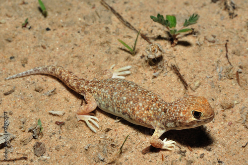 Barking gecko