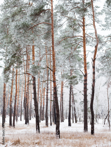 Pine forest covered with hoarfrost © rootstocks