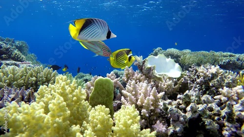 Wallpaper Mural Coral reef and beautiful fish.  Underwater life in the ocean. Torontodigital.ca