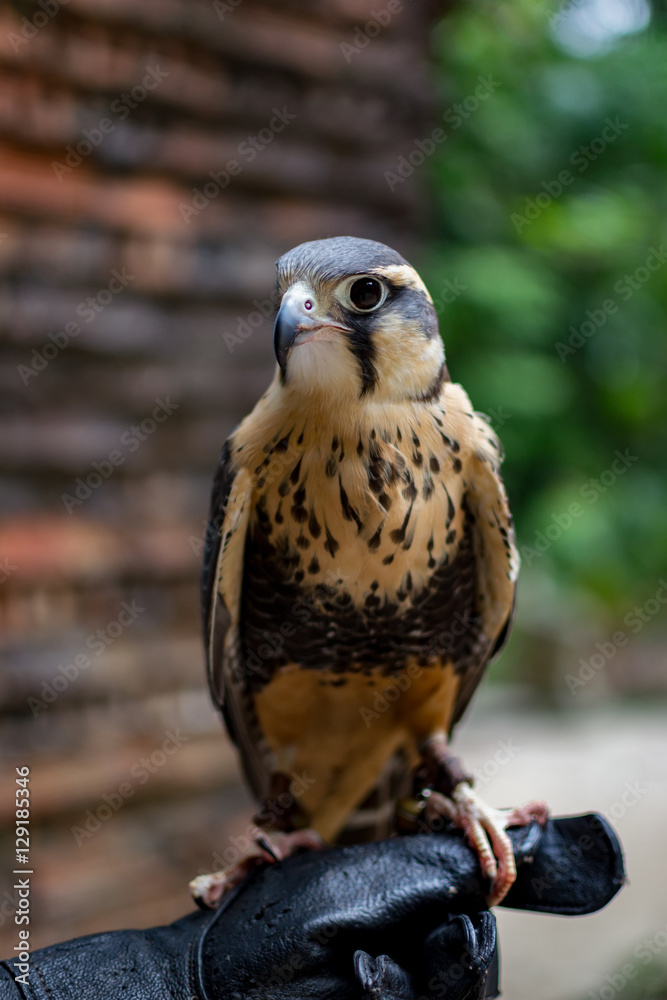 Naklejka premium Falcão-de-coleira