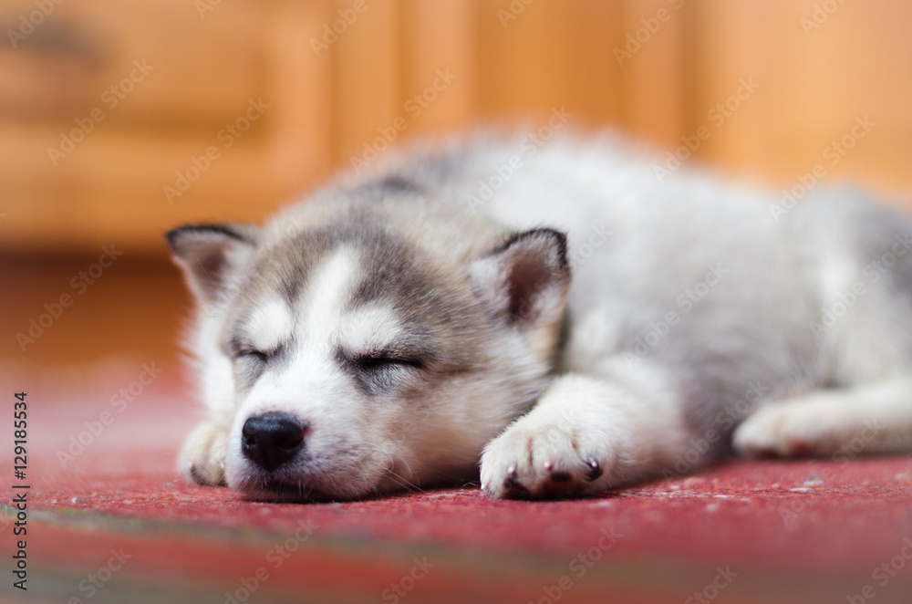 siberian husky puppy sleeping in the home on old red vintage carpet. siberian husky puppy sleeping in the home on old red vintage carpet.