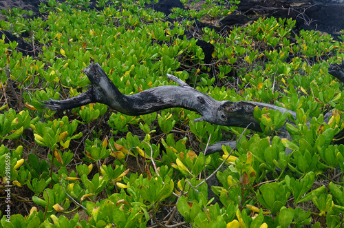 La Réunion - Scaevola taccada photo