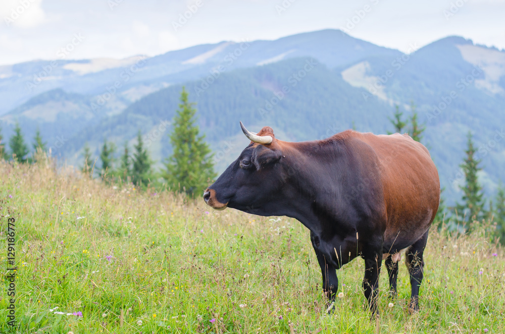 Cows standing on green field with mountains and eating grass. Carpathians background. Cows standing on green field with mountains and eating grass. Carpathians background.