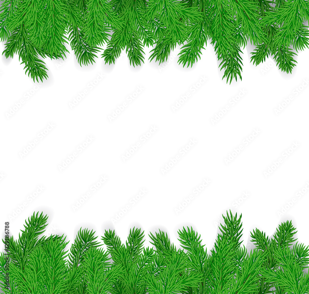 fir branches on a white background