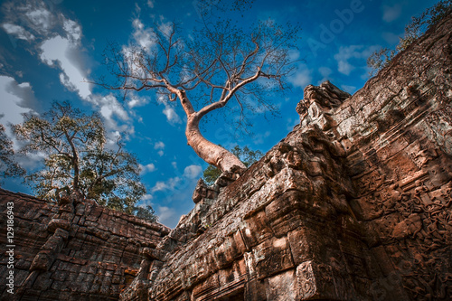 Konstfotografi Ta Phrom, albero su antiche mura