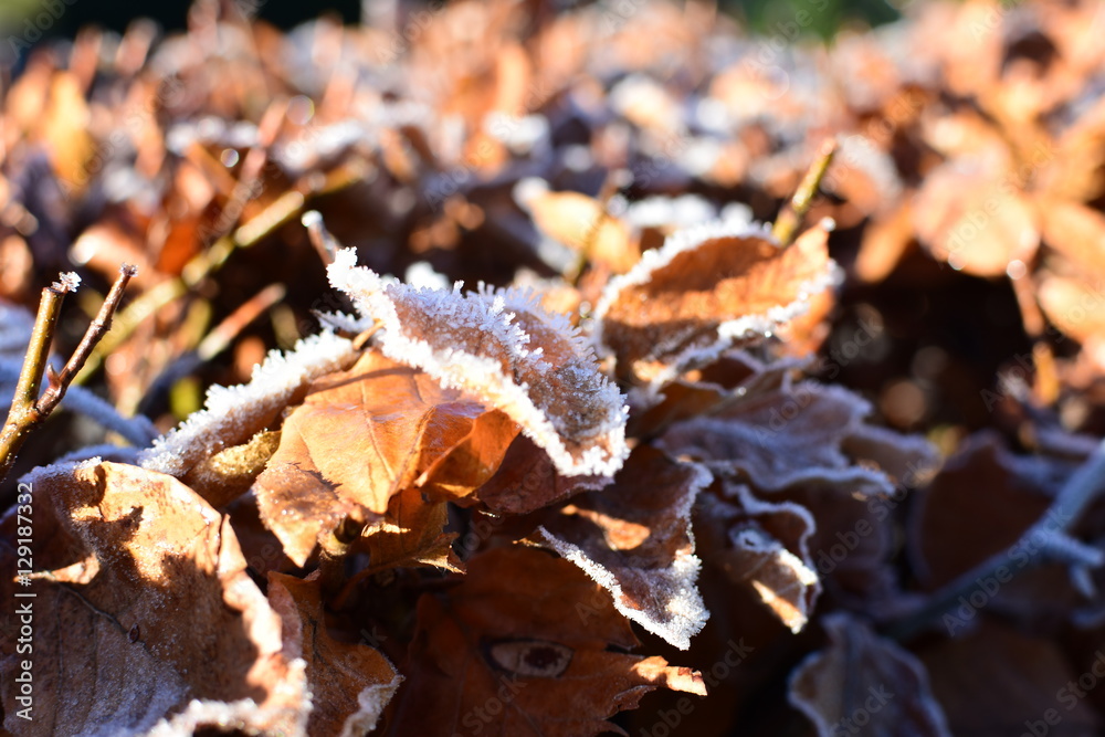 Brown Frozen leaves background texture symbolizing winter mornings Brown Frozen leaves background texture symbolizing winter mornings