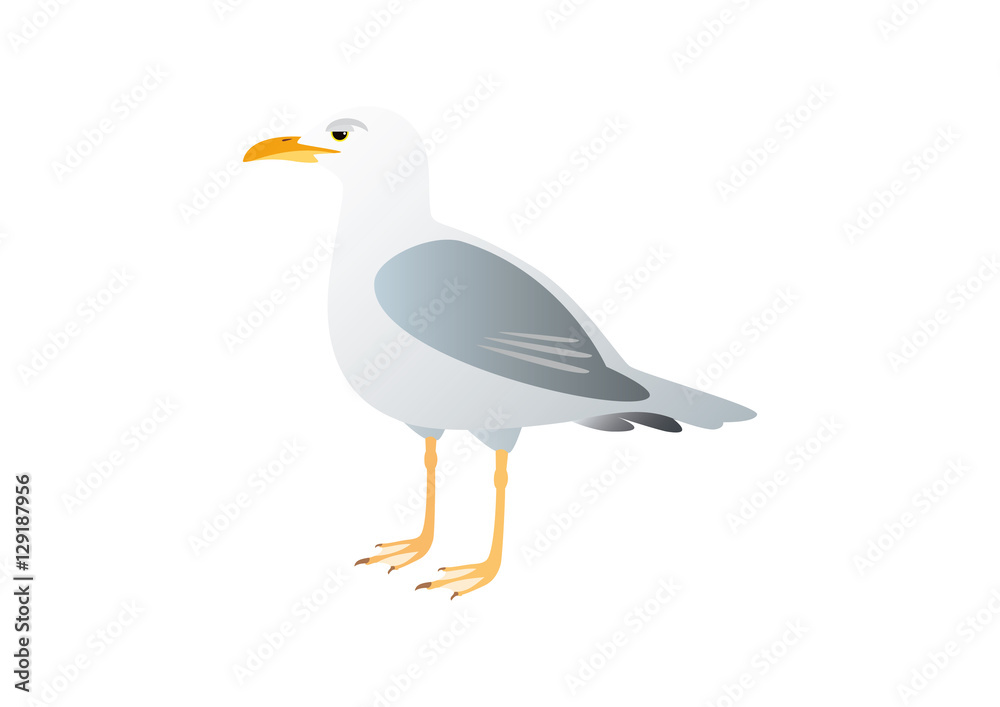 Gull on a white background. Illustration seagull. Lone seagull standing Gull on a white background. Illustration seagull. Lone seagull standing