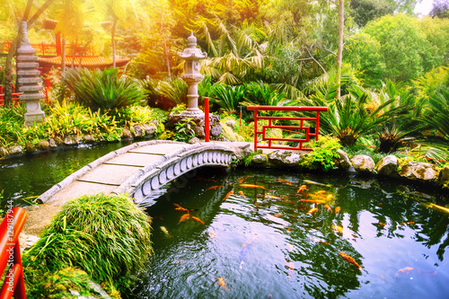 Fototapeta Japoński ogród z pływającymi rybami koi w stawie