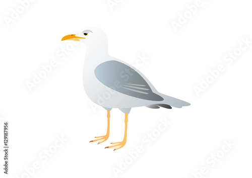 Gull on a white background. Illustration seagull. Lone seagull standing