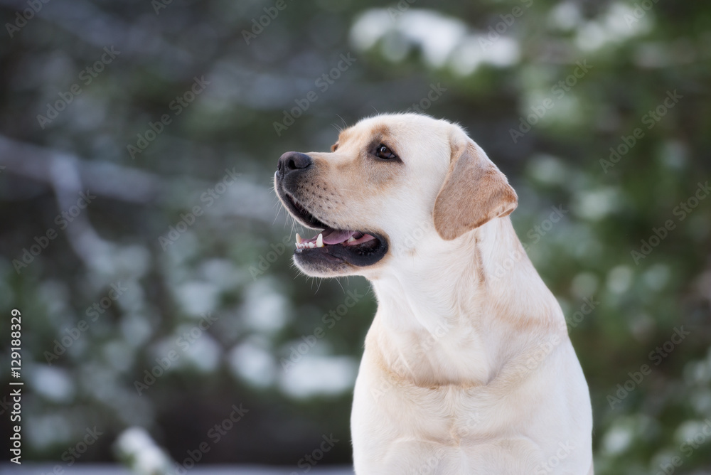 labrador dog portrait outdoors in winter