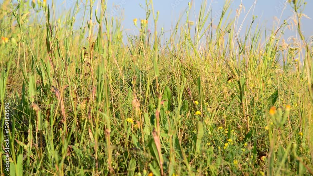 Grass in the steppe close-up Grass in the steppe close-up