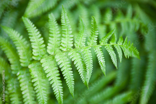 Green fern stems and leaves