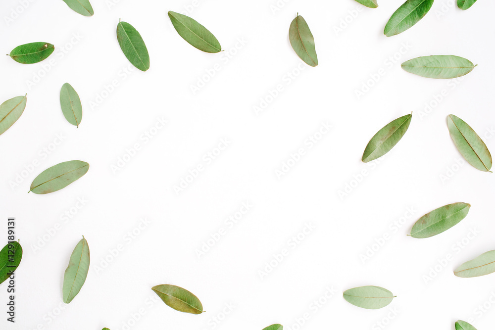 frame with green petals isolated on white background. flat lay, top view frame with green petals isolated on white background. flat lay, top view