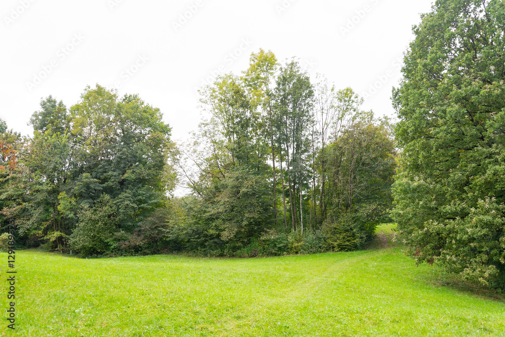 Tree, shrub and grass field isolated on white background