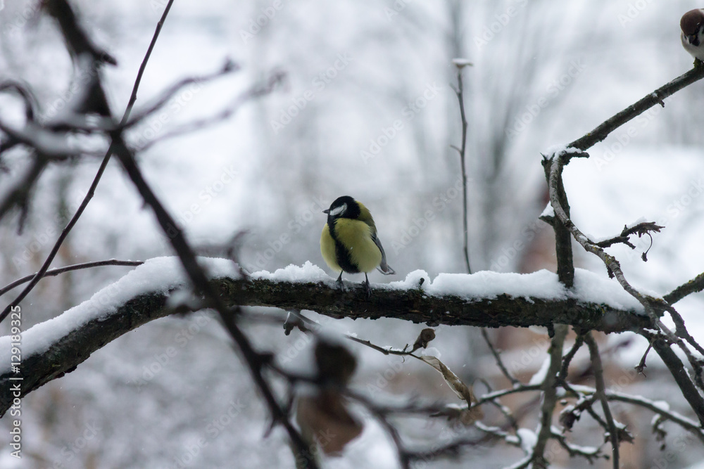 birds freeze on the branches. titmouse birds freeze on the branches. titmouse
