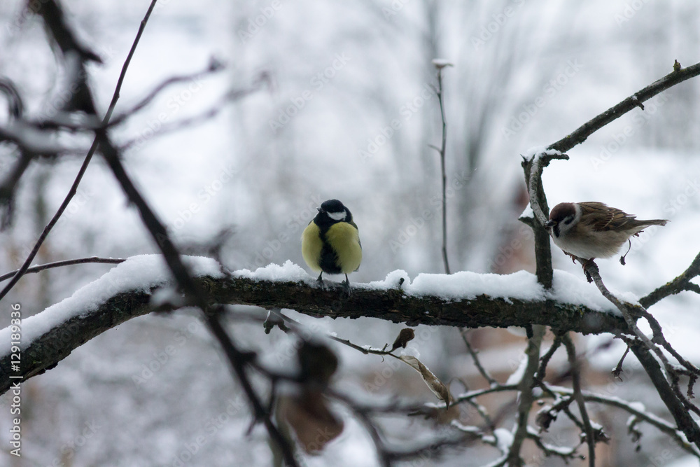 Naklejka premium birds freeze on the branches. titmouse