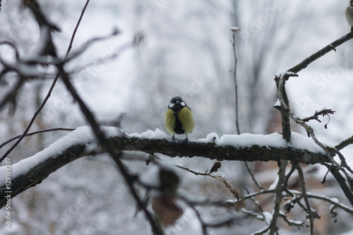 birds freeze on the branches. titmouse